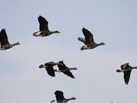 Anser albifrons 21, Kolgans, Saxifraga-Bart Vastenhouw