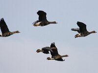 Anser albifrons 22, Kolgans, Saxifraga-Bart Vastenhouw