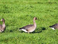 Anser albifrons 23, Kolgans, Saxifraga-Bart Vastenhouw