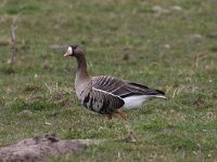 Anser albifrons 25, Kolgans, Saxifraga-Henk Baptist