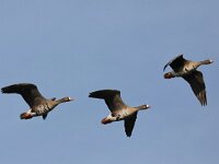 Anser albifrons 26, Kolgans, Saxifraga-Henk Baptist