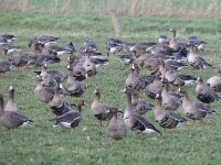 Anser albifrons 27, Kolgans, Saxifraga-Henk Baptist