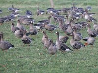 Anser albifrons 28, Kolgans, Saxifraga-Henk Baptist