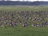 Anser albifrons 3, Kolgans, Saxifraga-Mark Zekhuis