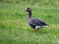 Anser albifrons 31, Kolgans, Saxifraga-Bart Vastenhouw