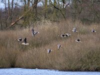 Anser albifrons 39, Kolgans, Saxifraga-Tom Heijnen