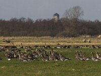 Anser albifrons 4, Kolgans, Saxifraga-Mark Zekhuis