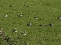 Anser albifrons 7, Kolgans, Saxifraga-Jan van der Straaten