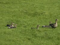 Anser albifrons 8, Kolgans, Saxifraga-Jan van der Straaten