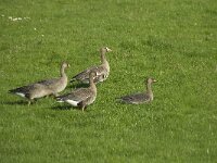 Anser albifrons 9, Kolgans, Saxifraga-Jan van der Straaten