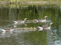 Anser anser 100, Grauwe gans, pair and juveniles, Saxifraga-Theo Verstrael