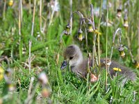 Anser anser 107, Grauwe gans, Saxifraga-Tom Heijnen
