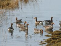 Anser anser 14, Grauwe gans, Saxifraga-Jan van der Straaten