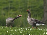 Anser anser 18, Grauwe gans, Saxifraga-Piet Munsterman