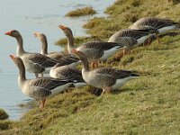 Anser anser 20, Grauwe gans, Saxifraga-Jan van der Straaten
