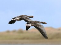 Anser anser 26, Grauwe gans, Saxifraga-Piet Munsterman