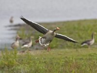 Grauwe gans in de Oostvaardersplassen; Greylag Geese at the Oost : beschermde soort, doelsoort, protected species, trigger species, vogelrichtlijn