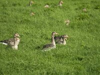 Anser anser 34, Grauwe gans, Saxifraga-Jan van der Straaten