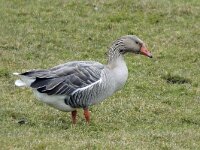 Anser anser 37, Grauwe gans, Saxifraga-Ab H Baas
