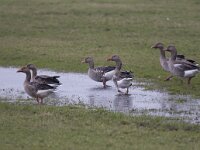 Anser anser 40, Grauwe gans, Saxifraga-Kees van Berkel : Blue Elephant
