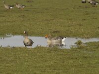 Anser anser 48, Grauwe gans, Saxifraga-Jan Nijendijk