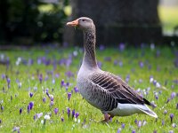 Anser anser 51, Grauwe gans, Saxifraga-Bart Vastenhouw