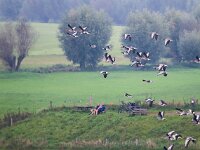 Anser anser 53, Grauwe gans, Saxifraga-Bart Vastenhouw