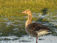 Anser anser 56, Grauwe gans, Saxifraga-Theo Verstrael