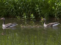 Anser anser 61, Grauwe gans, Saxifraga-Jan Nijendijk