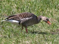 Anser anser 63, Grauwe gans, Saxifraga-Henk Baptist