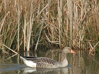 Anser anser 7, Grauwe gans, Saxifraga-Jan van der Straaten