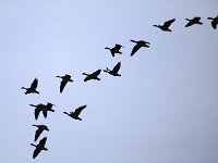 Anser brachyrhynchus 5, Kleine rietgans, Saxifraga-Bart Vastenhouw