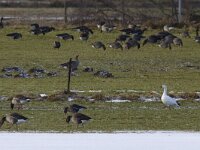 Anser caerulescens 2, Sneeuwgans, Saxifraga-Mark Zekhuis