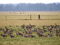 Anser fabalis 6, Rietgans, Saxifraga-Hans Dekker