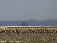 Anser fabalis 7, Rietgans, Saxifraga-Mark Zekhuis