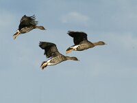 Anser fabalis 1, Rietgans, Saxifraga-Piet Munsterman