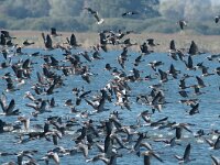 Anser fabalis 4, Rietgans, Saxifraga-Joerg Mager