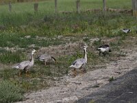 Anser indicus 12, Indische gans, Saxifraga-Peter Meininger