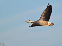 Anser indicus 28, Indische gans, Saxifraga-Tom Heijnen