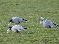 Anser indicus 8, Indische gans, Saxifraga-Ab H Baas