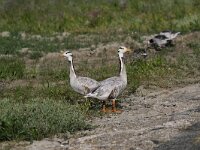 Anser indicus 9, Indische gans, Saxifraga-Peter Meininger
