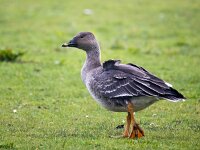 Anser serrirostris 16, Toendrarietgans, Saxifraga-Bart Vastenhouw