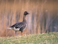 Anser serrirostris 4, Toendrarietgans, Saxifraga-Piet Munsterman
