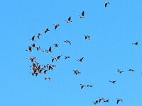 Anser serrirostris 6, Toendrarietgans, Saxifraga-Hans Dekker
