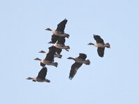 Anser serrirostris 8, Toendrarietgans, Saxifraga-Henk Baptist