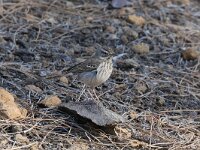 Anthus berthelotii 10, Berthelots pieper, Saxifraga-Henk Baptist