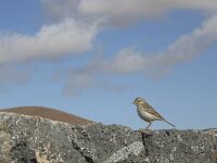 Anthus berthelotii 4, Berthelots pieper, Saxifraga-Rob Felix : Animalia, Aves, Chordata, animal, bird, dier, dieren, gewervelde dieren, vertebraat, vertebrate, vogel, vogels