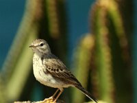 Anthus berthelotii 9, Berthelots pieper, Saxifraga-Theo Verstrael