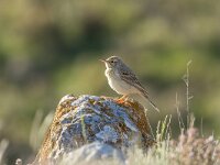 Anthus campestris 7, Duinpieper, Saxifraga-Bart Heijne : 2024, Anthus campestris, Las Bárdenas Reales, Navarra, Spanje, april, duinpieper, vakantie, vogel, voorjaar
