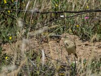 Anthus campestris 9, Duinpieper, adult, Saxifraga-Theo Verstrael